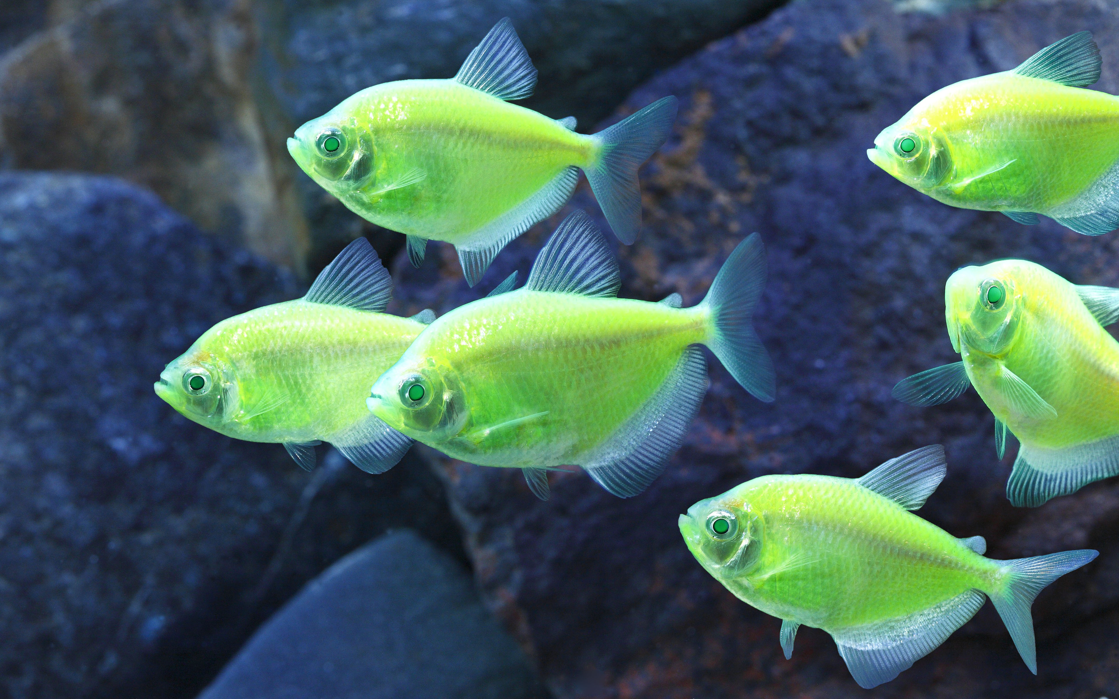 Neon Green Fish 4k Ultra HD Wallpaper