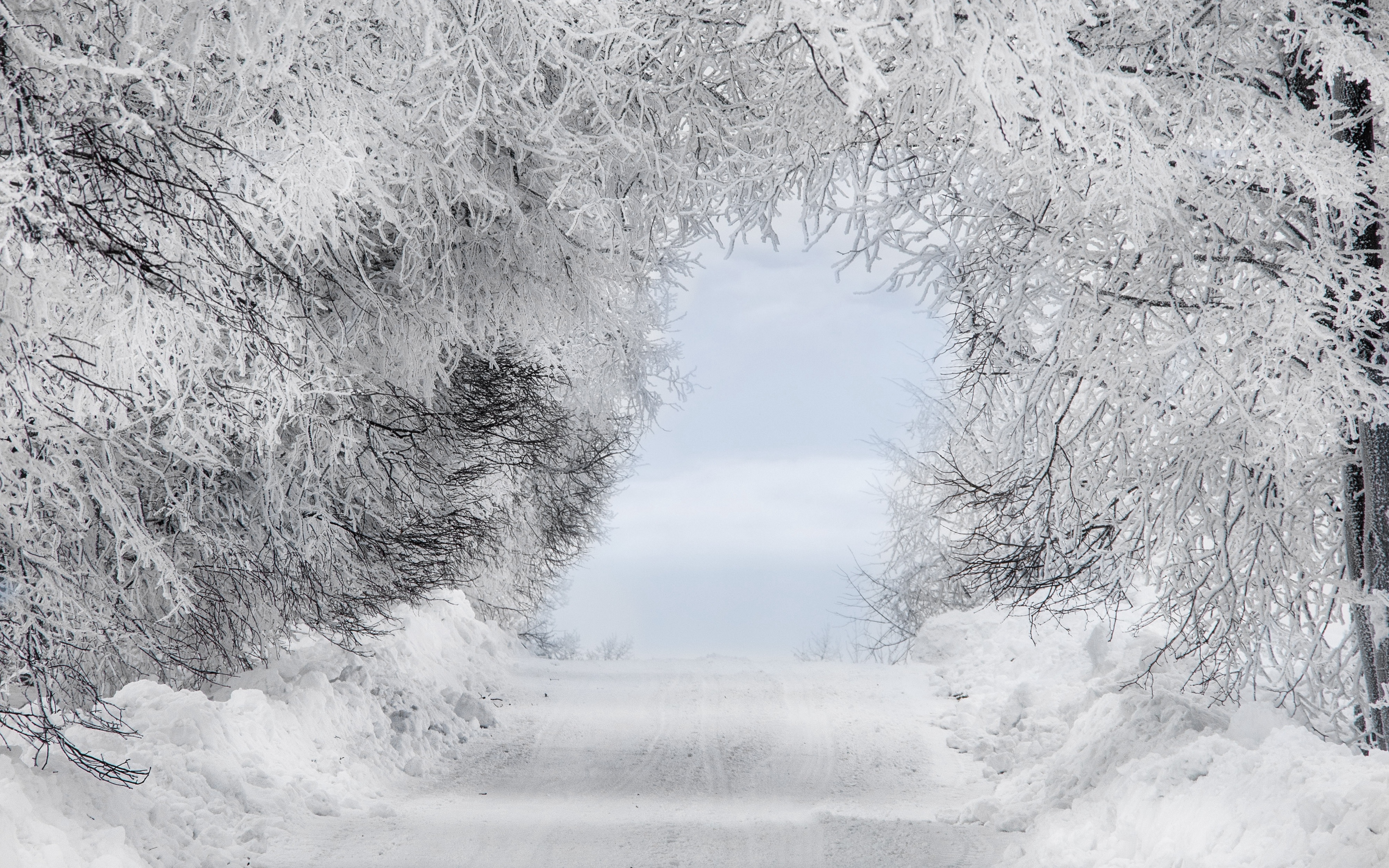 Wallpaper Winter, Snow, Forest, Road, Arch, Branches, HD Snowy Forest 4k