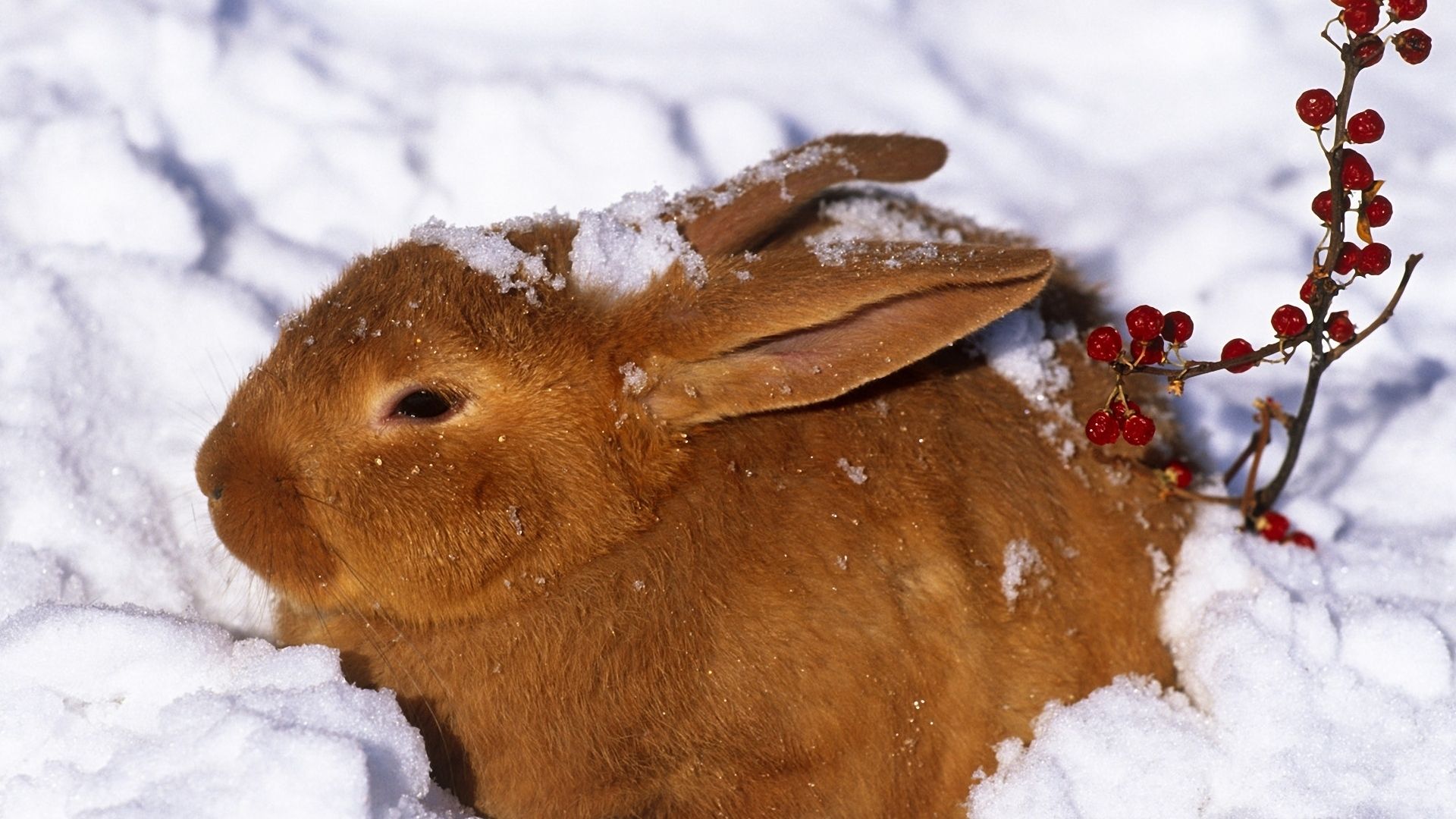 Winter Rabbit Wallpaper Free Winter Rabbit Background