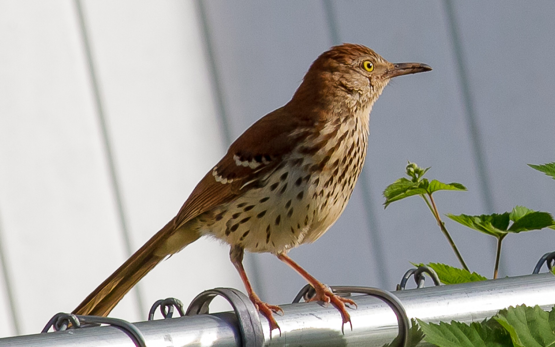 Brown Thrasher Free Domain Picture