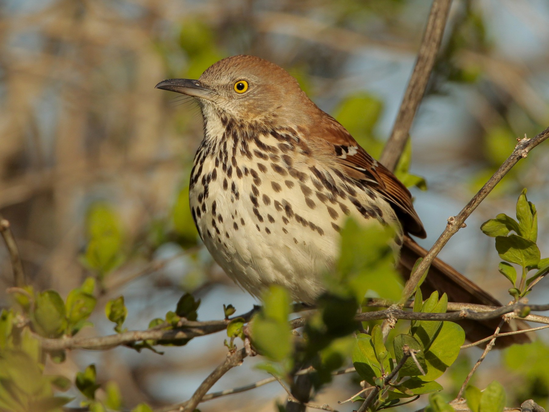 Brown Thrasher