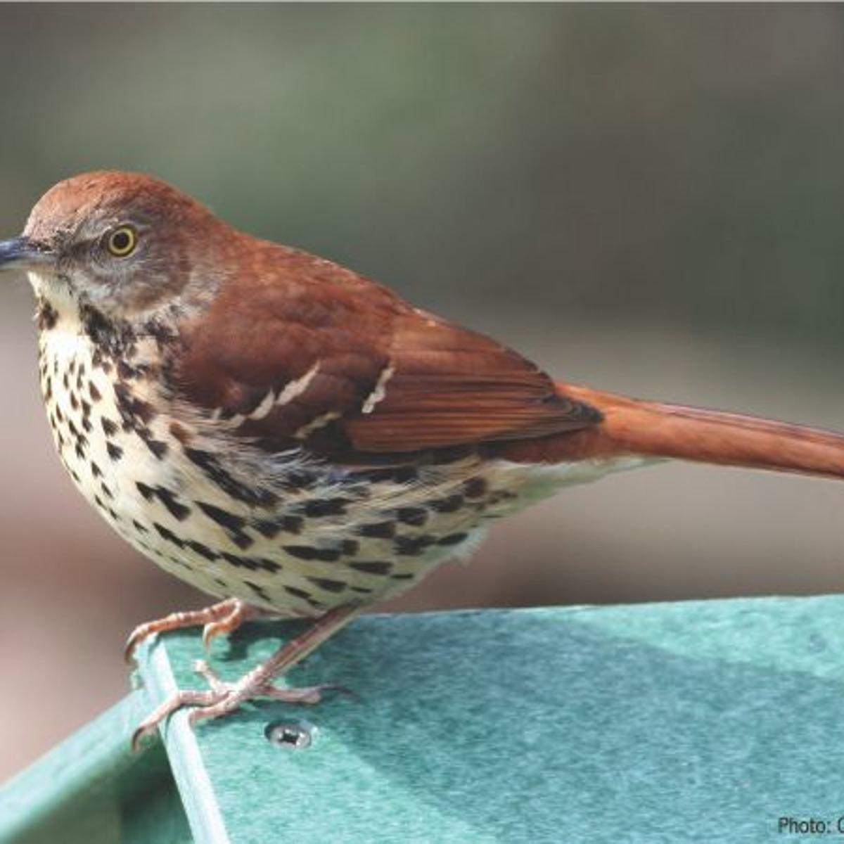 Spotting shy Brown Thrashers is a rare treat. Home & Garden