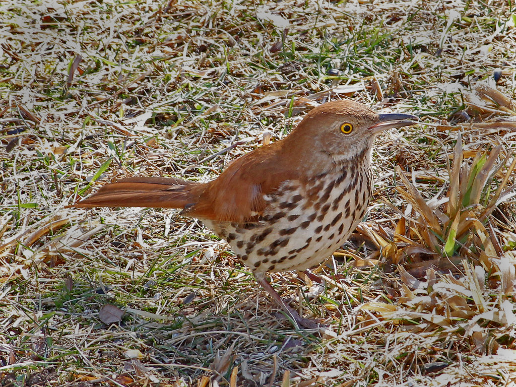 Rare visit by a Brown Thrasher