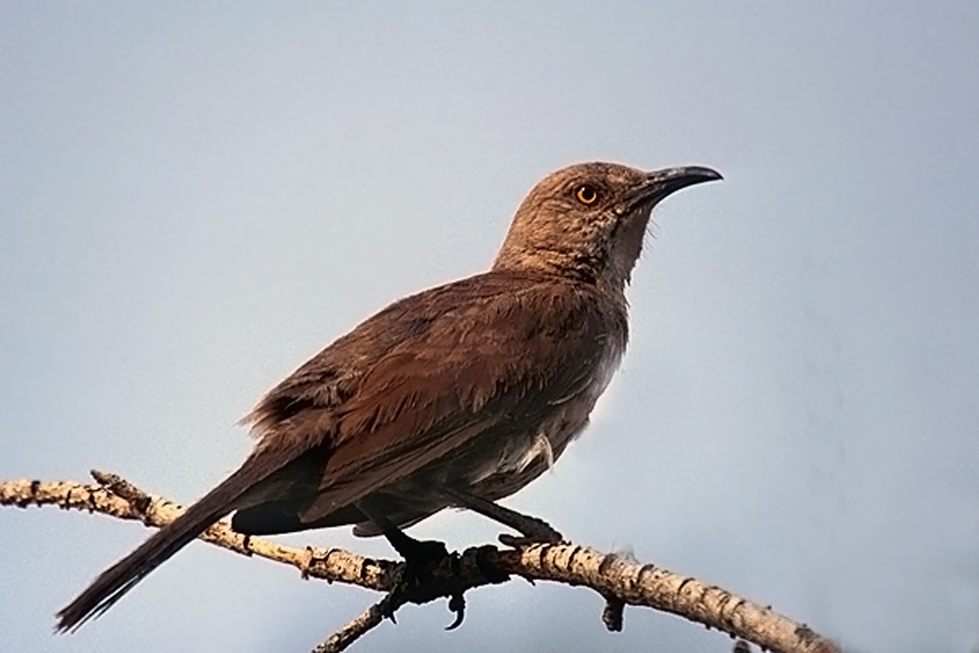 Curve Billed Thrasher Wallpaper Birds Of Southern Ontario
