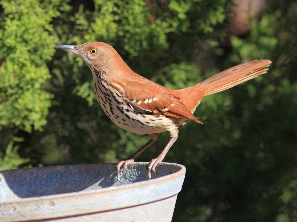 Brown Thrasher 3 20131102. We Visited Palo Duro Canyon Not