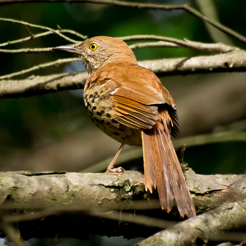 Brown Thrasher (Clay Hill Memorial Forest Birds) · iNaturalist