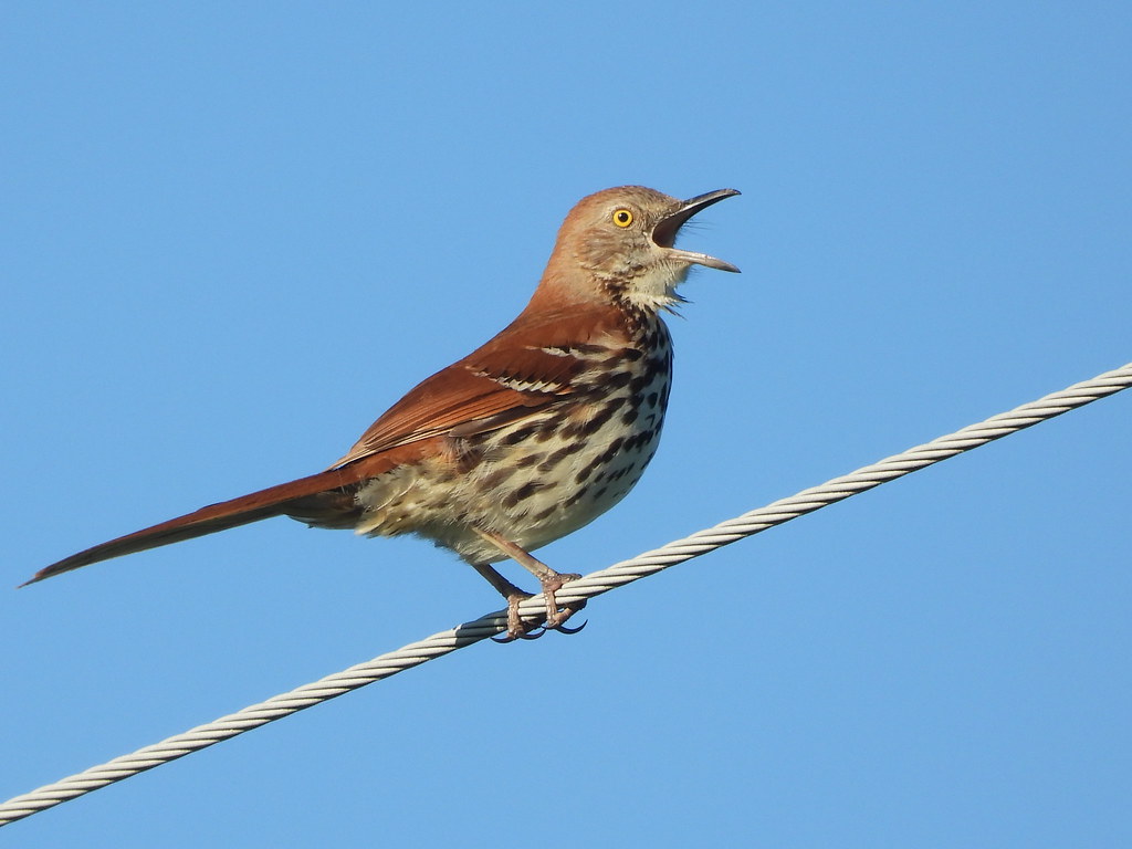 Singing up a storm. This male Brown Thrasher didn't mind me