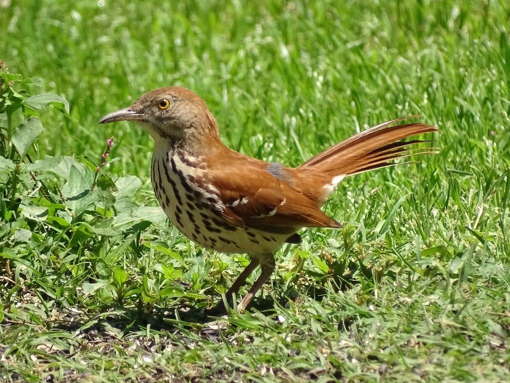Brown Thrasher. walking on a country road
