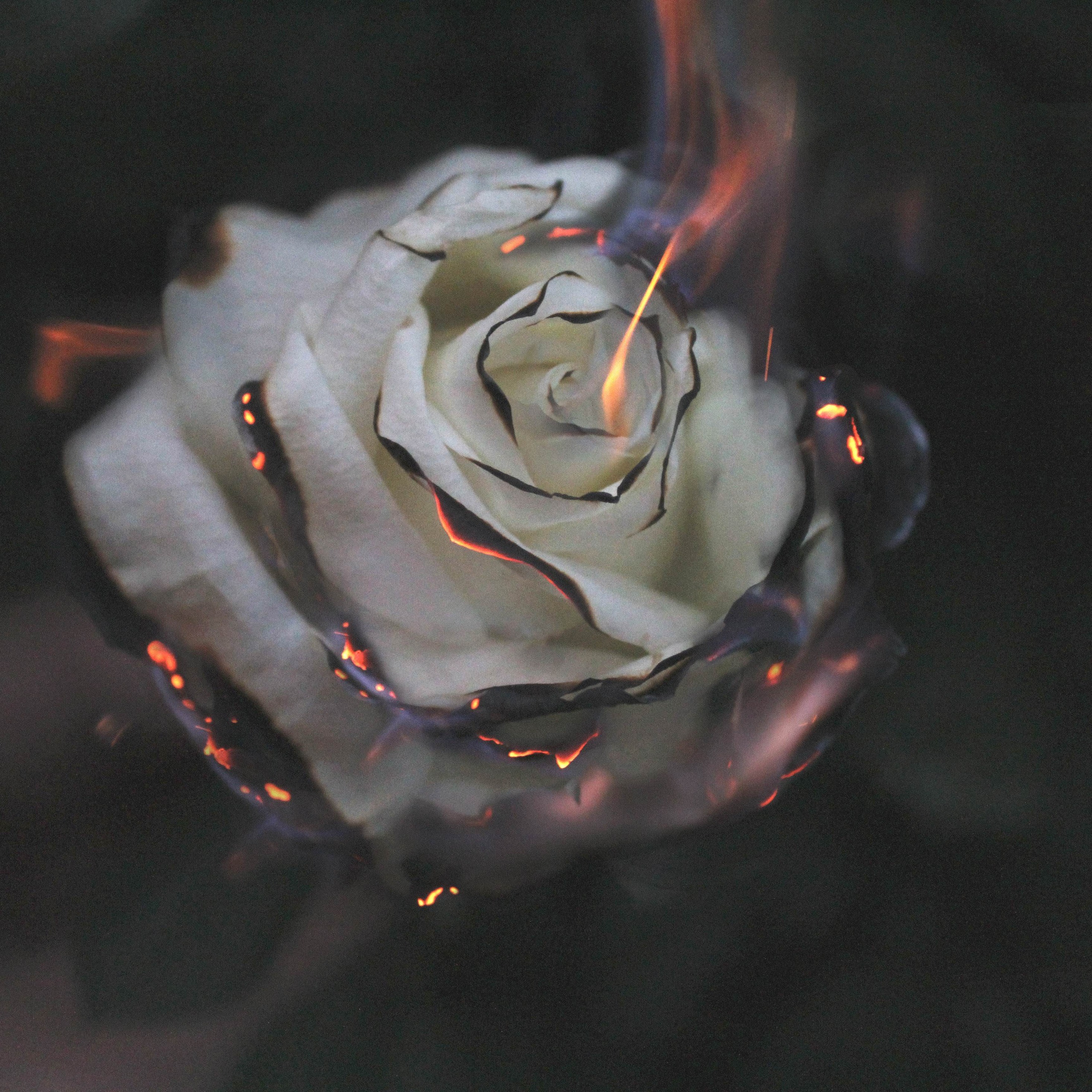 Rose Fire Photography Smoke iPad Pro Retina Display HD 4k Wallpaper, Image, Background, Photo and Picture