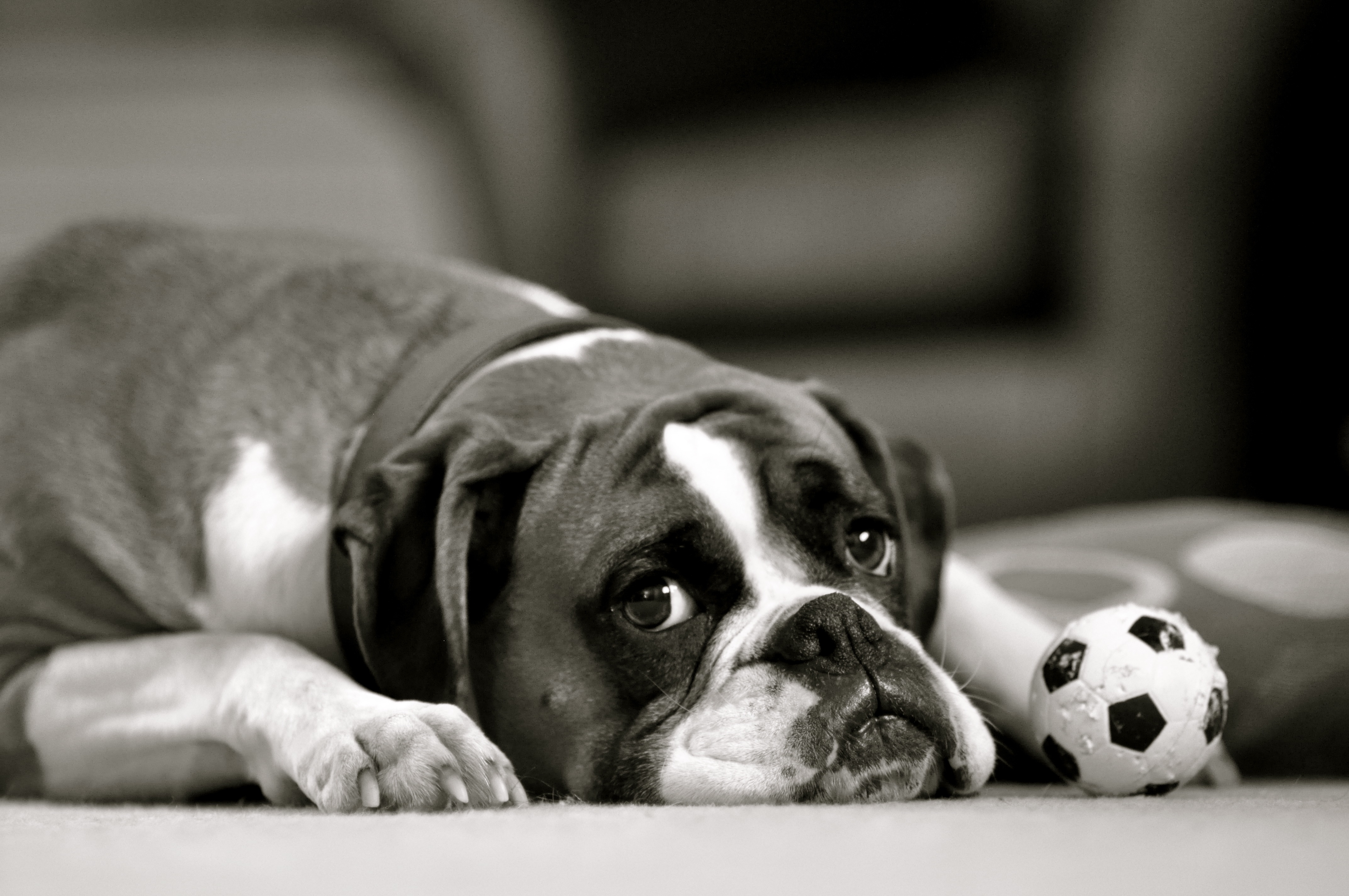 Wallpaper, portrait, angel, Nikon, soccer, nose, Boston Terrier, Mono, 85mm, dof, football, boxer, black and white, monochrome photography, vertebrate, ear, snout, dog like mammal, carnivoran, dog crossbreeds, dog breed, puppy love