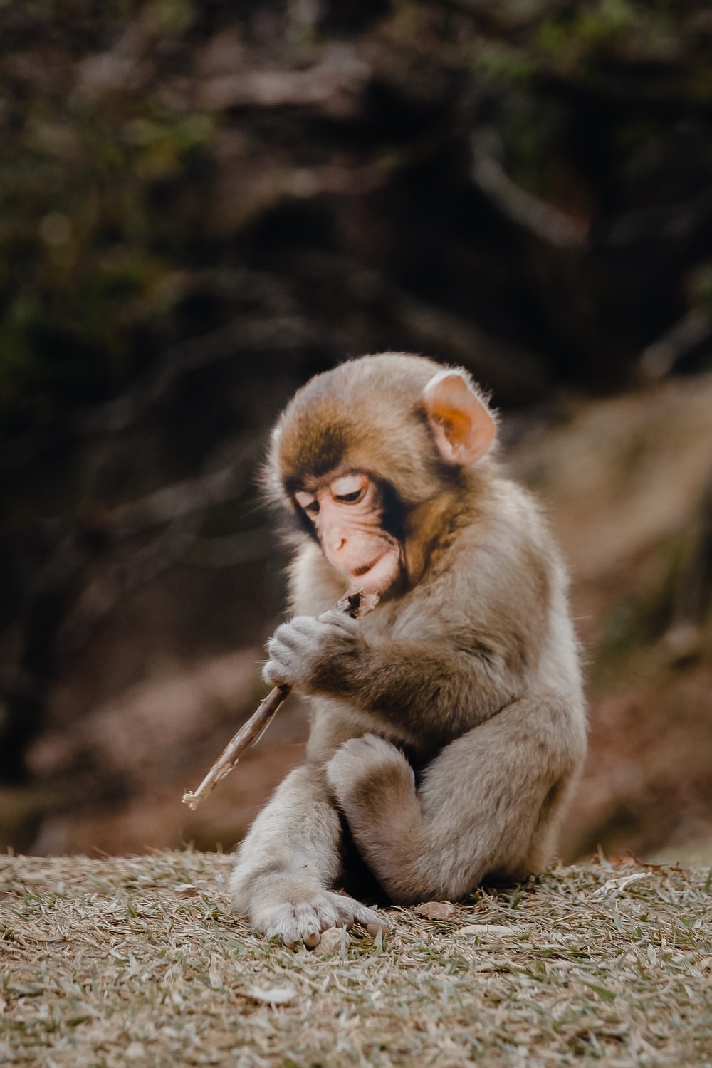Baby Monkey Picture. Download Free Image