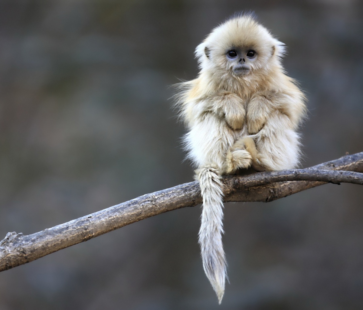 Free download Cute Baby Monkeys 9472 HD Wallpaper in Animals Imagecicom [1200x1024] for your Desktop, Mobile & Tablet. Explore Cute Monkey Wallpaper. Baby Monkey Wallpaper, Cute Monkey Wallpaper Desktop