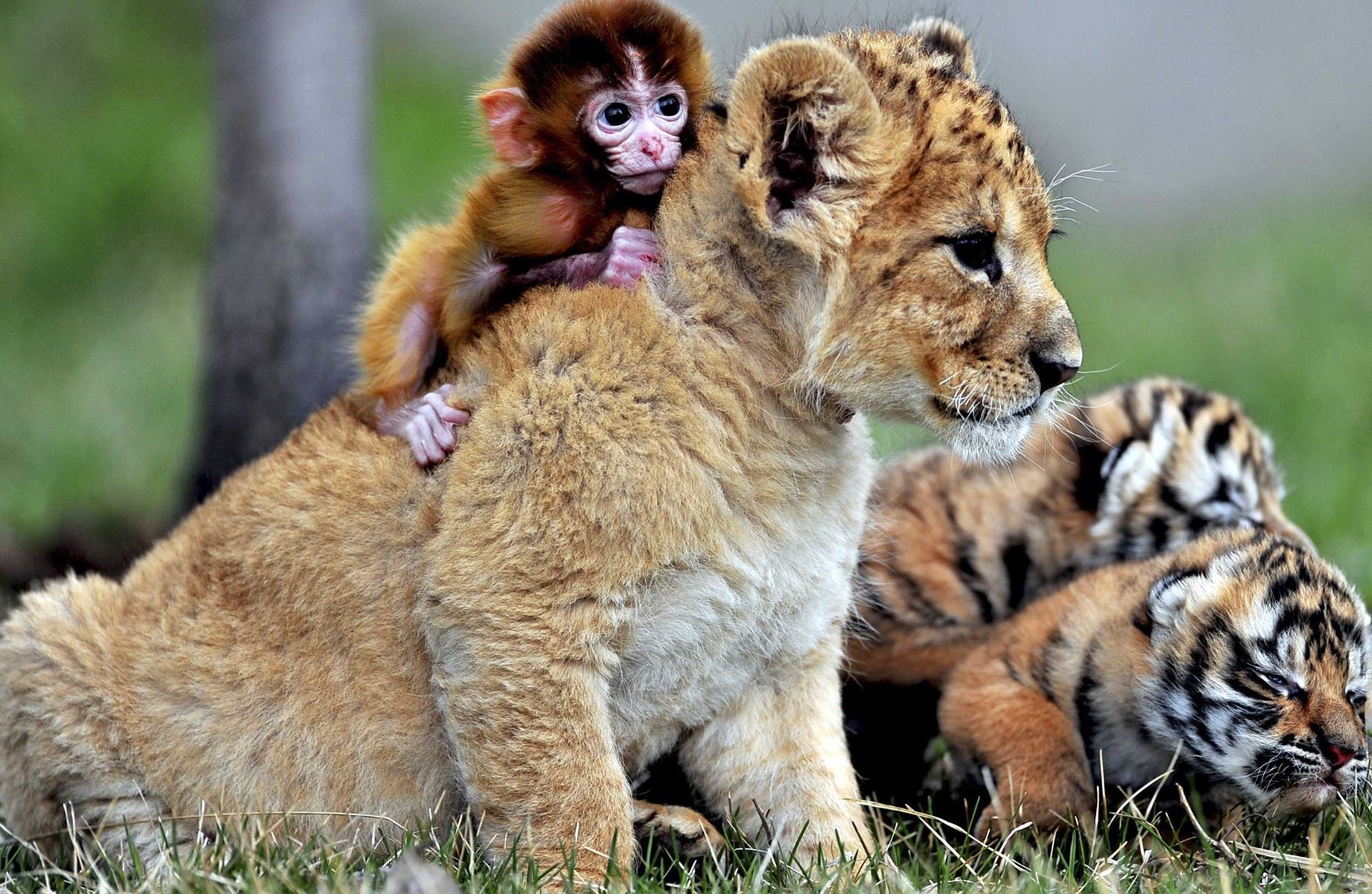 Best Friends Lion Cub And Baby Monkey Wallpaper