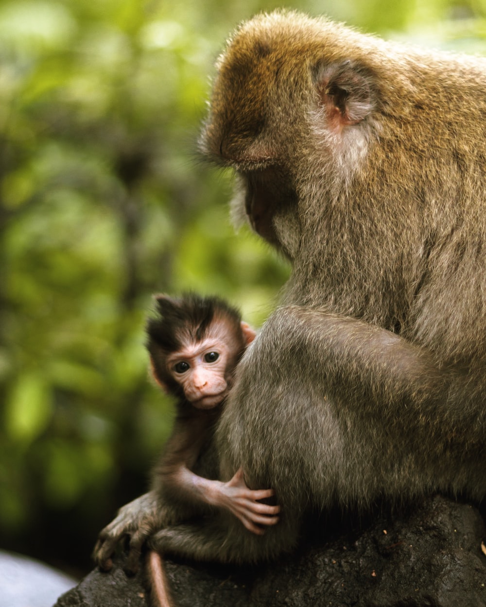 gray monkey carrying baby monkey during daytime photo