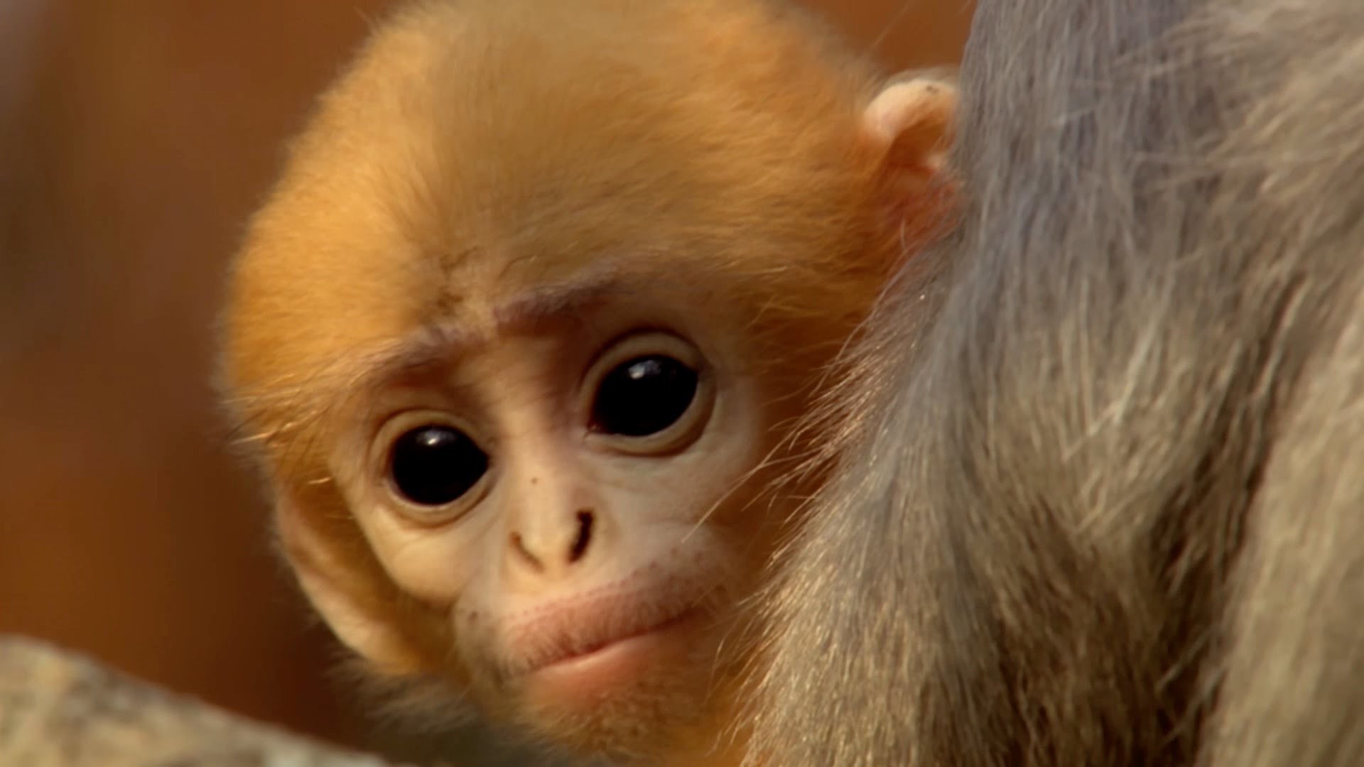 Cute baby monkey has too many babysitters