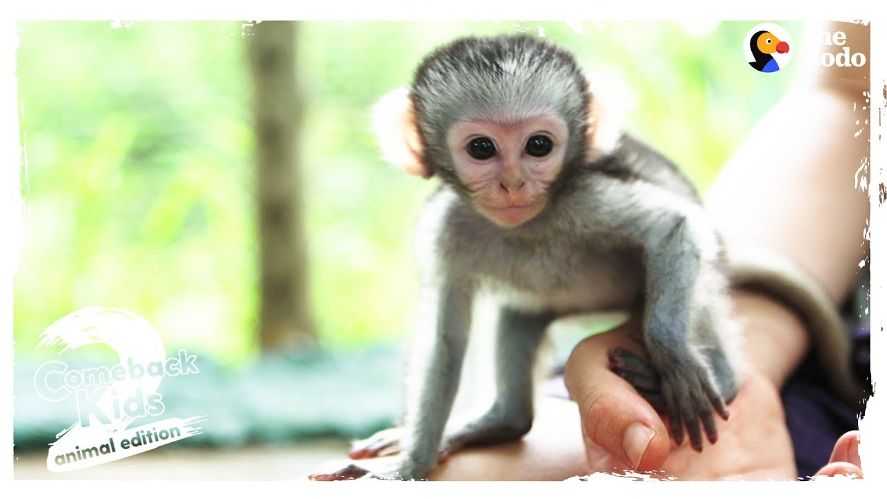 The Bravest, Cutest Baby Monkey In The World. The Dodo Comeback Kids S02E03