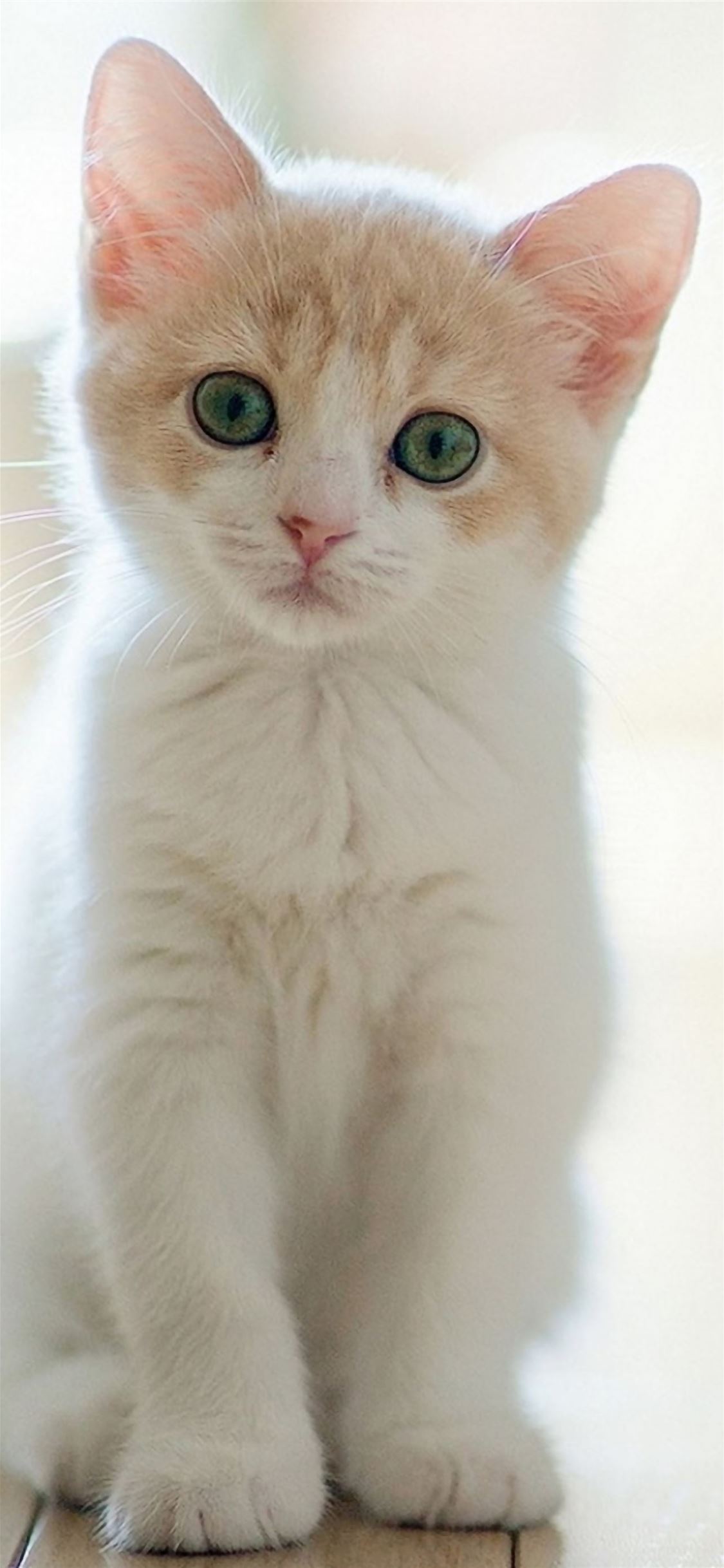 Cute Lovely Staring Kitten Cat iPhone Wallpaper Free Download