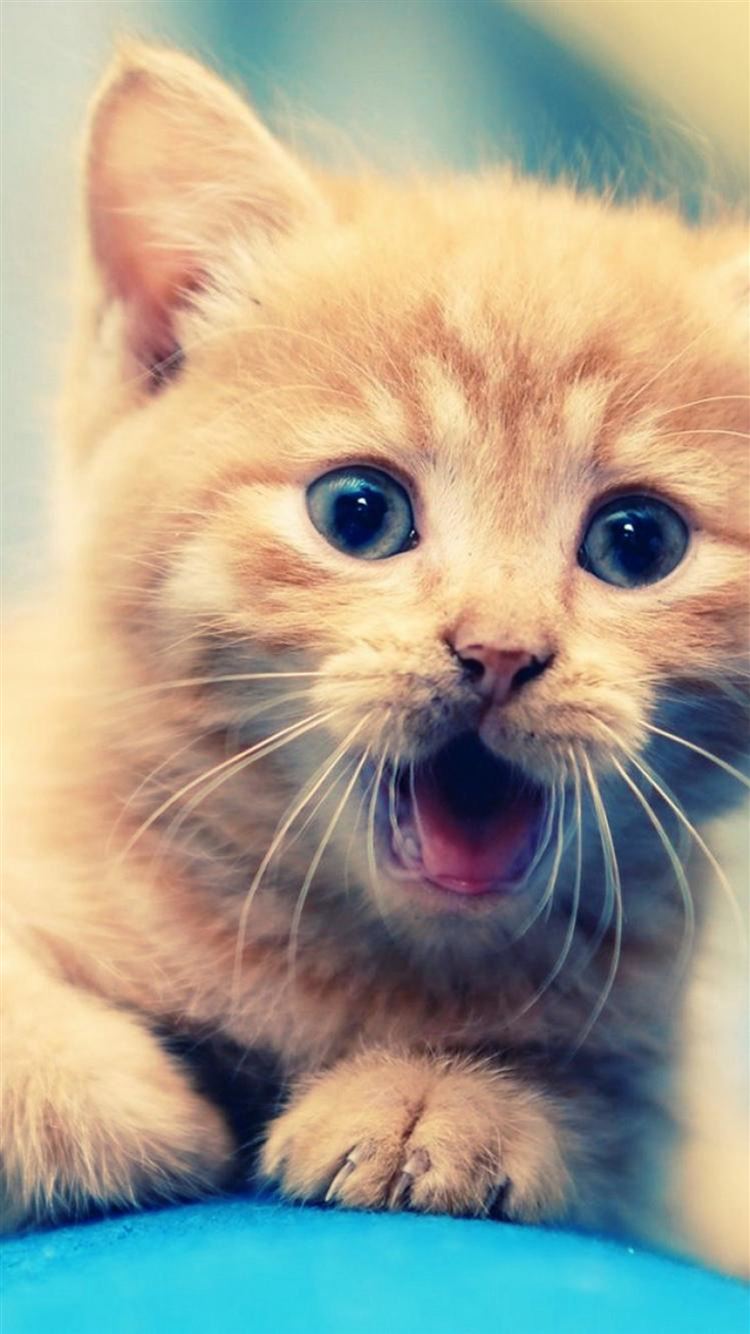 Little Shouting Staring Kitten Cat Animal iPhone 8 Wallpaper Free Download