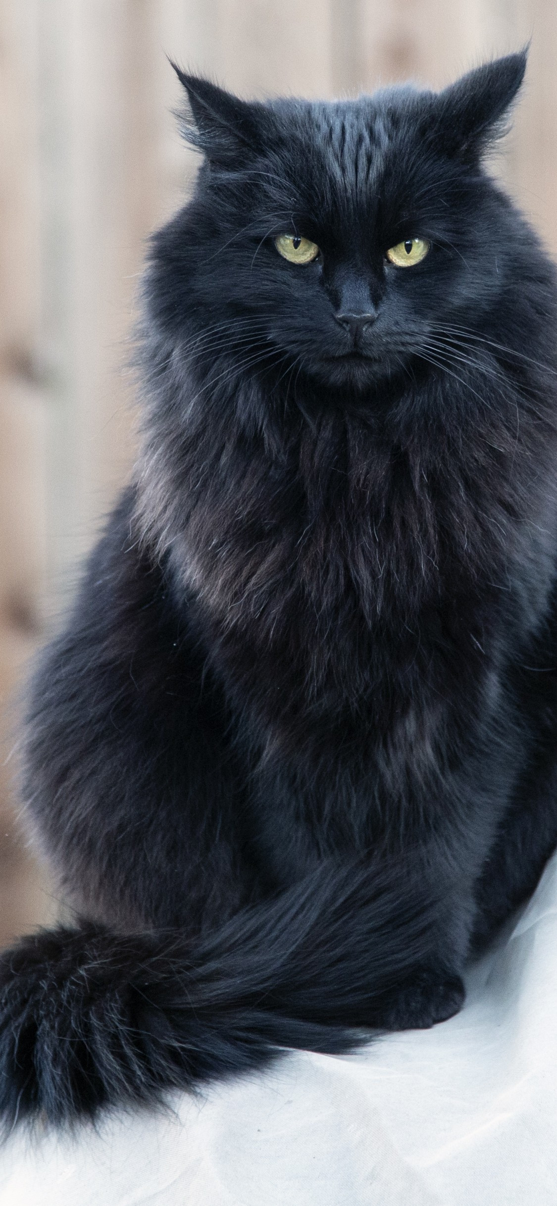 Download 1125x2436 Black Fluffy Cat, Stare, Angry Expression Wallpaper for iPhone 11 Pro & X