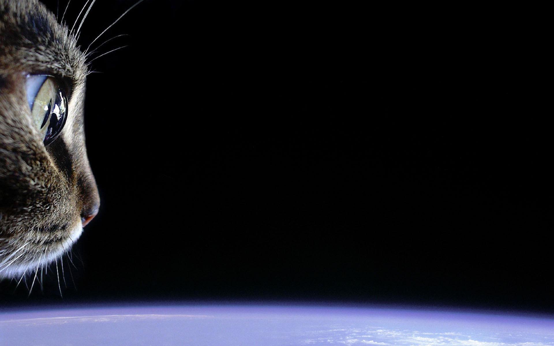 Cat staring out into space, while in space