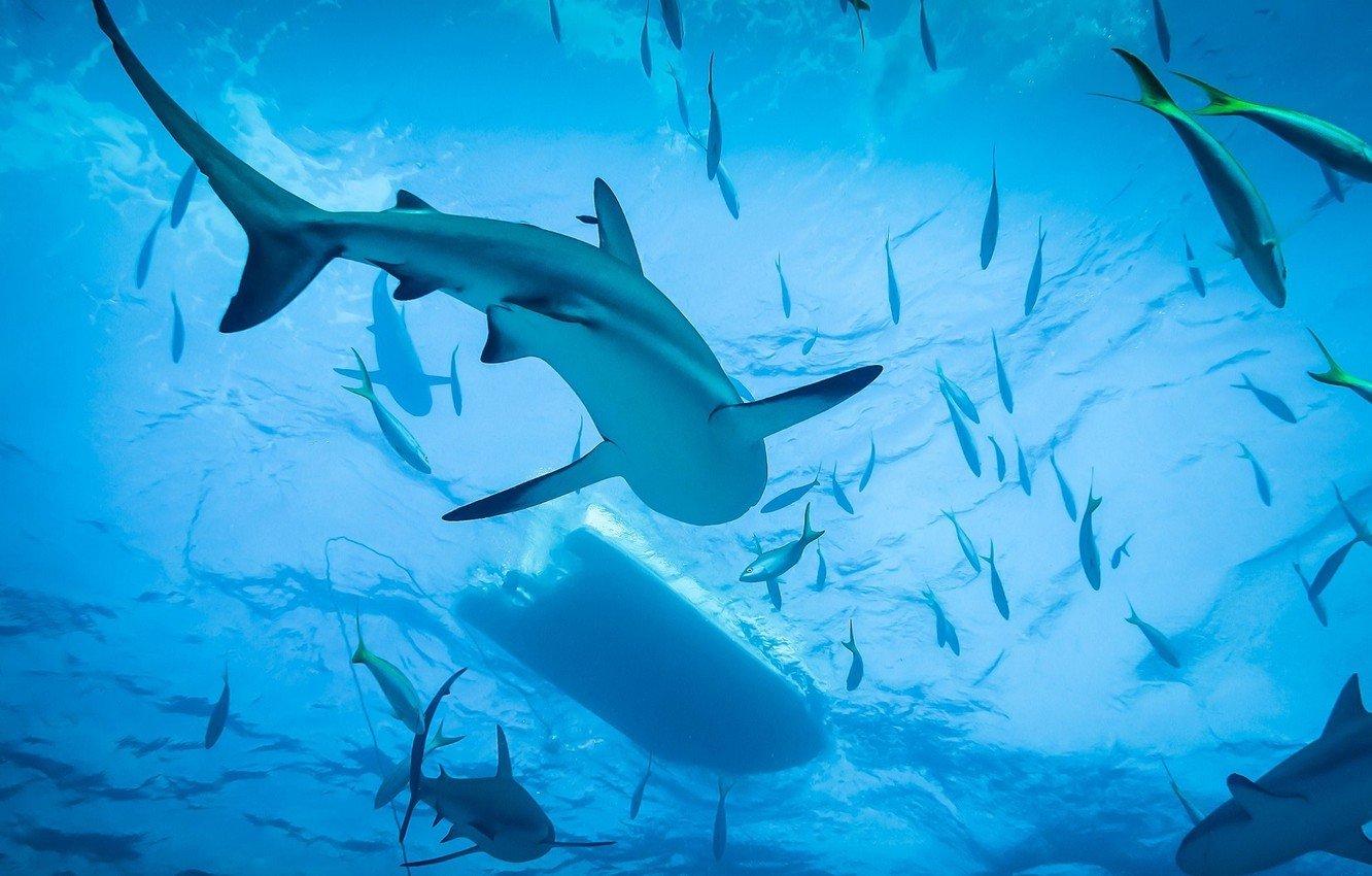 Wallpaper Shark, Ocean, Diving image for desktop, section настроения