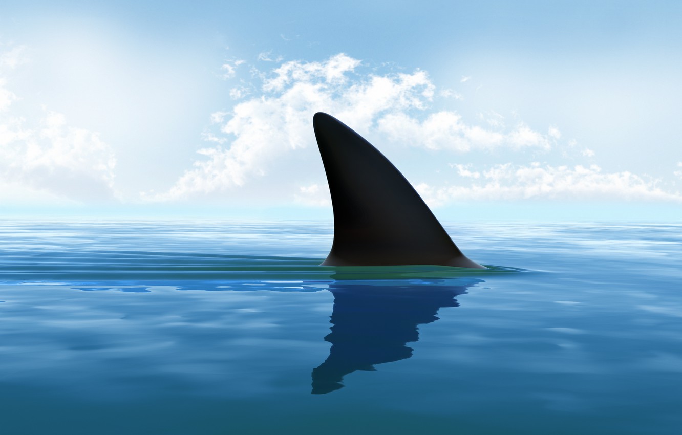 Wallpaper sea, shark, shark fin image for desktop, section рендеринг