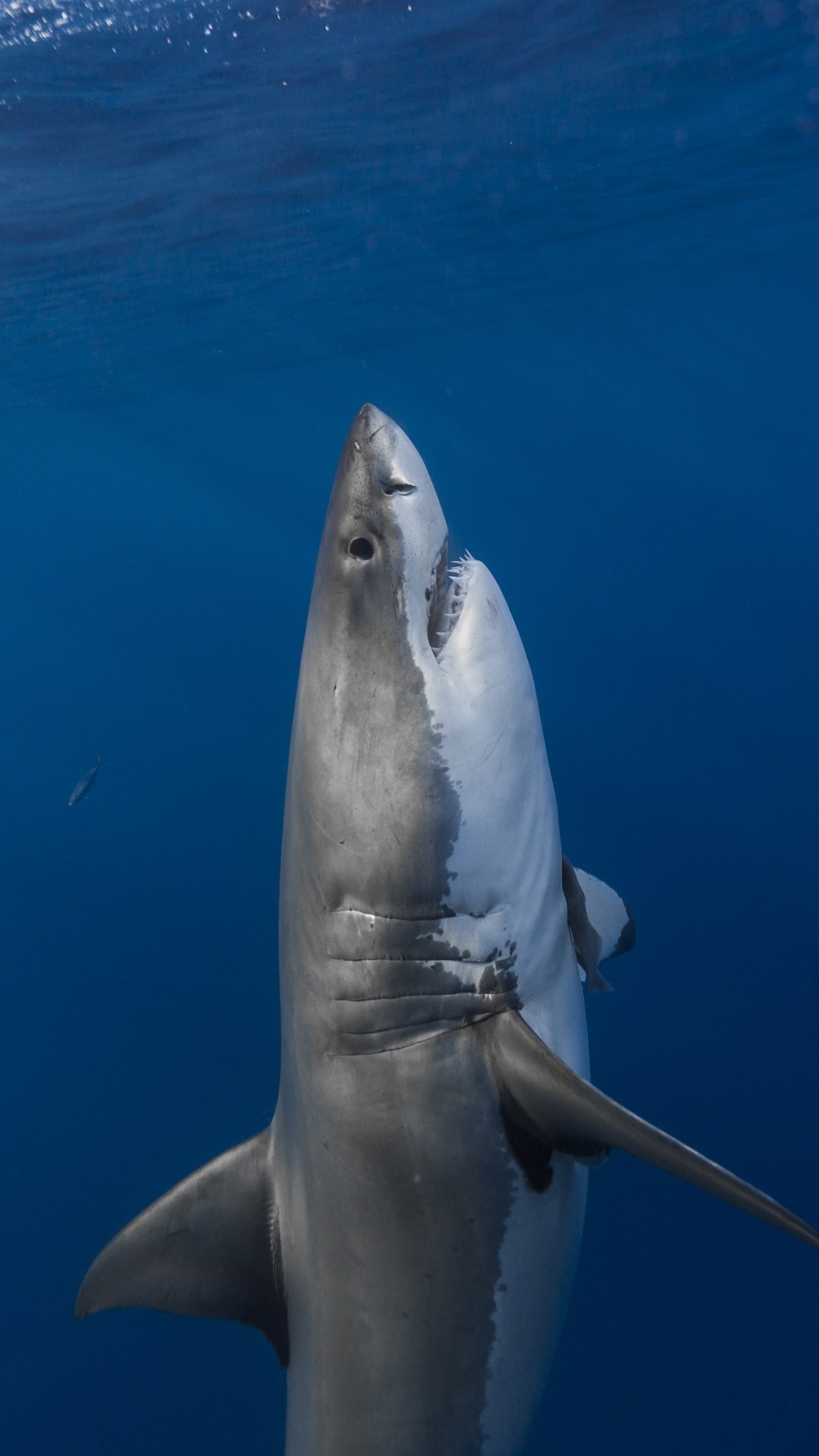 Wallpaper Shark, blue sea, underwater 2880x1800 HD Picture, Image