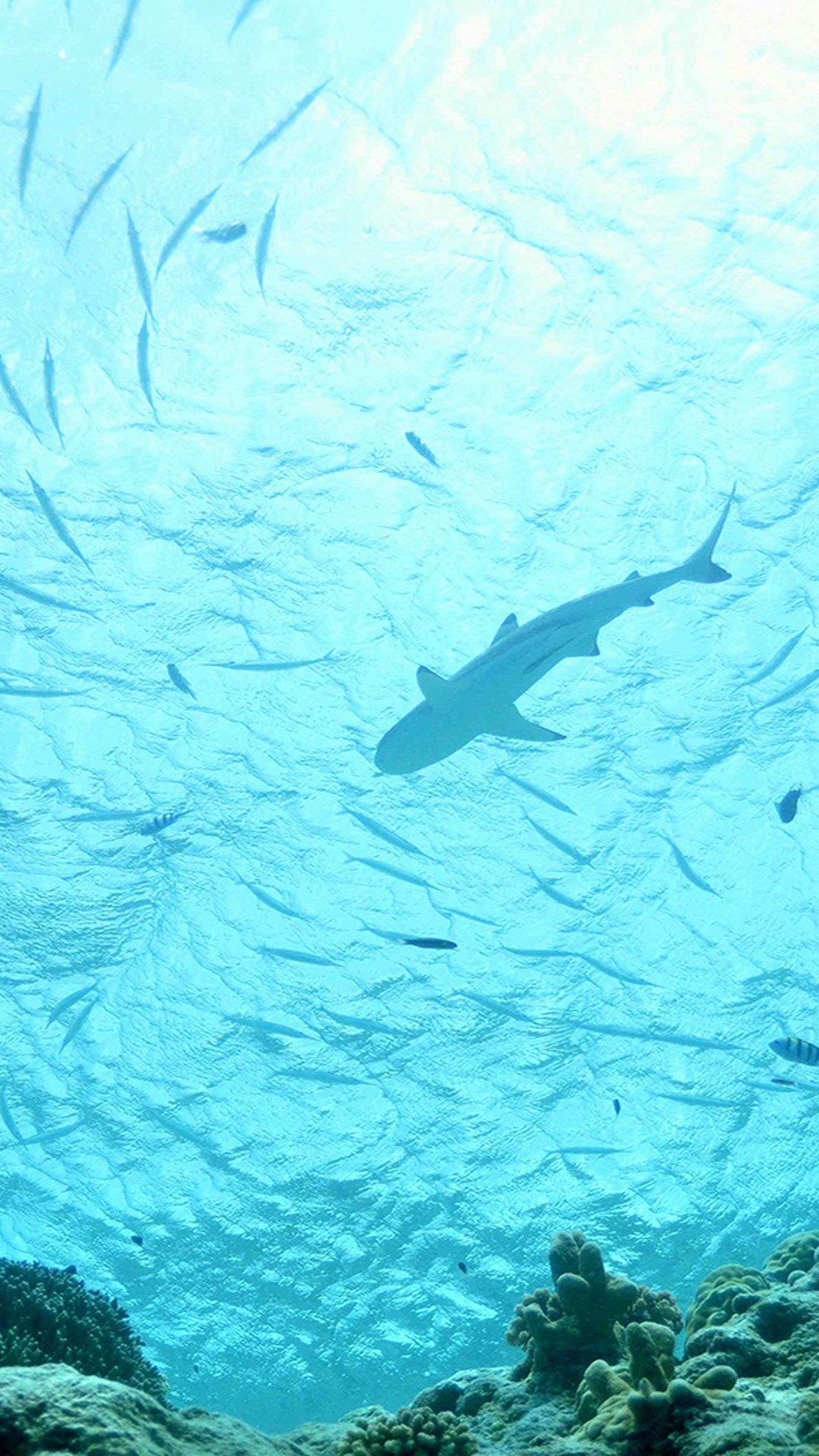 Free download Sea sharks Wallpaper for iPhone 6 Plus iPhone 6 Plus Wallpaper [1080x1920] for your Desktop, Mobile & Tablet. Explore iPhone Shark Wallpaper. Shark Wallpaper, San Jose Sharks