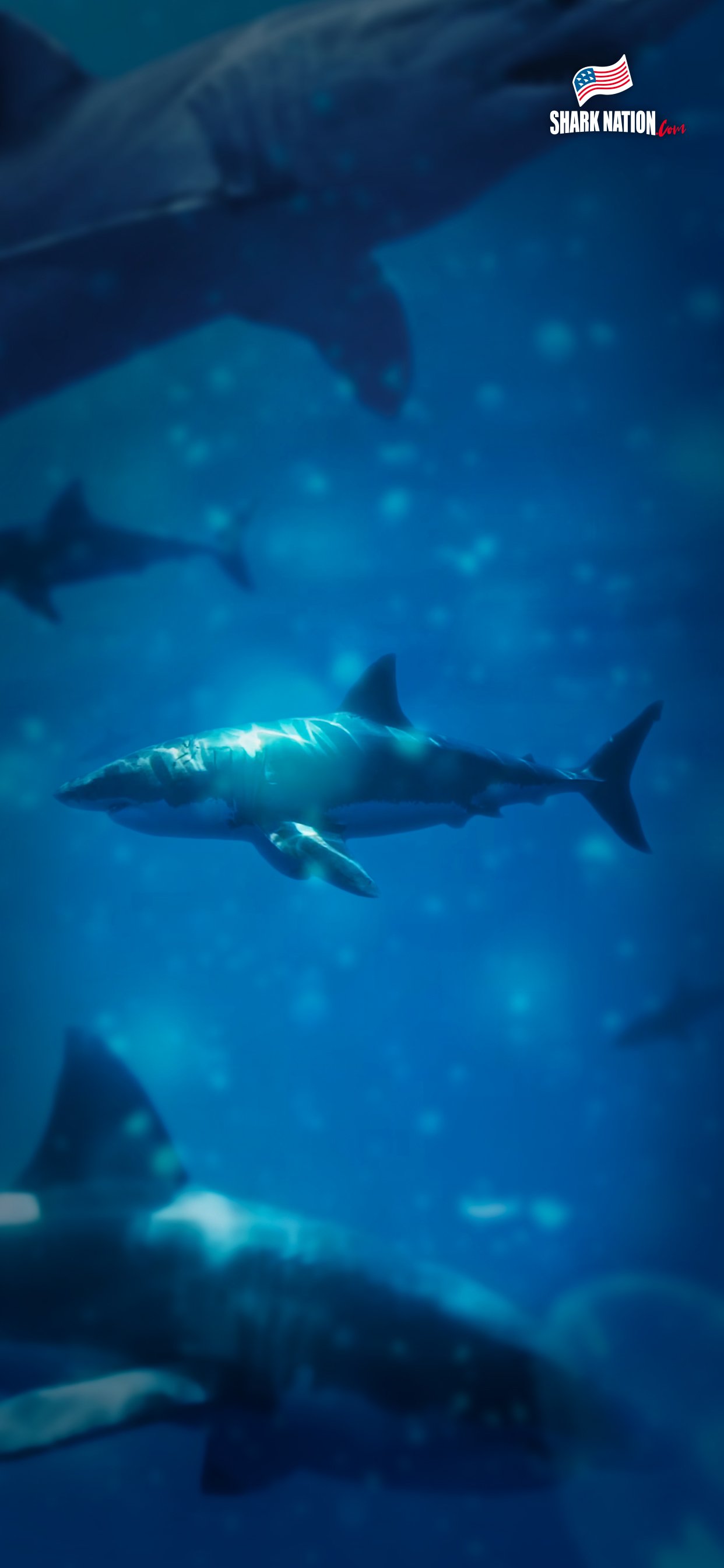 Shark iPhone wallpaper