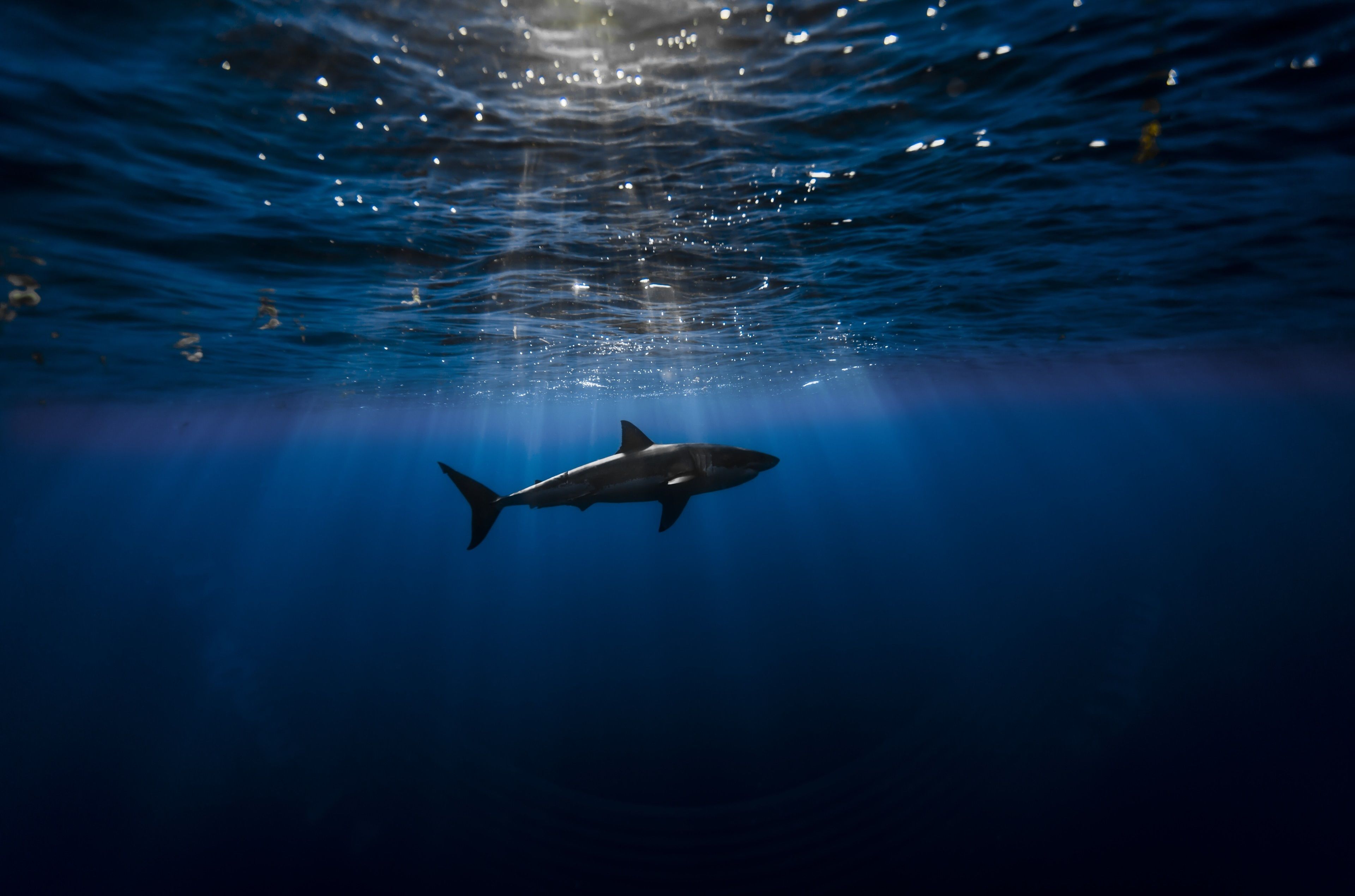 shark 4k pc wallpaper HD quality. Great white shark, White sharks, Underwater wallpaper