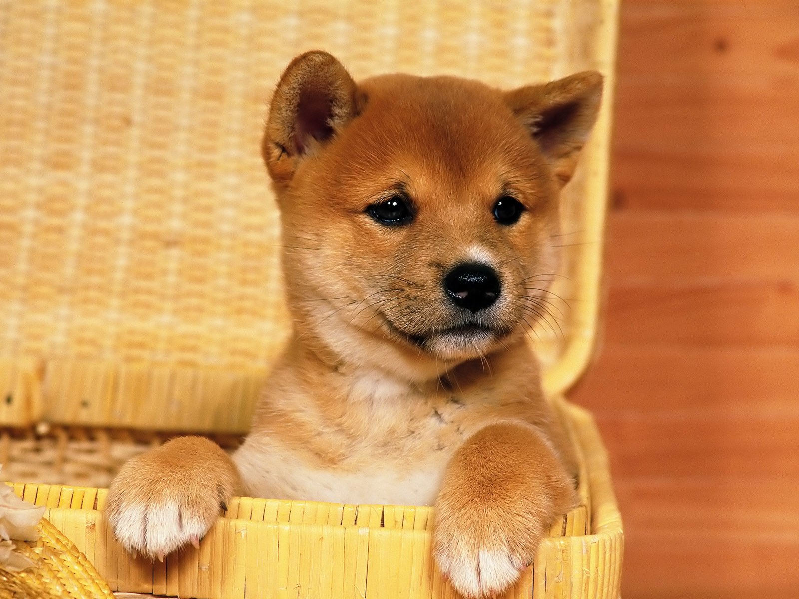 Shiba Inu HD Wallpaper and Background Image