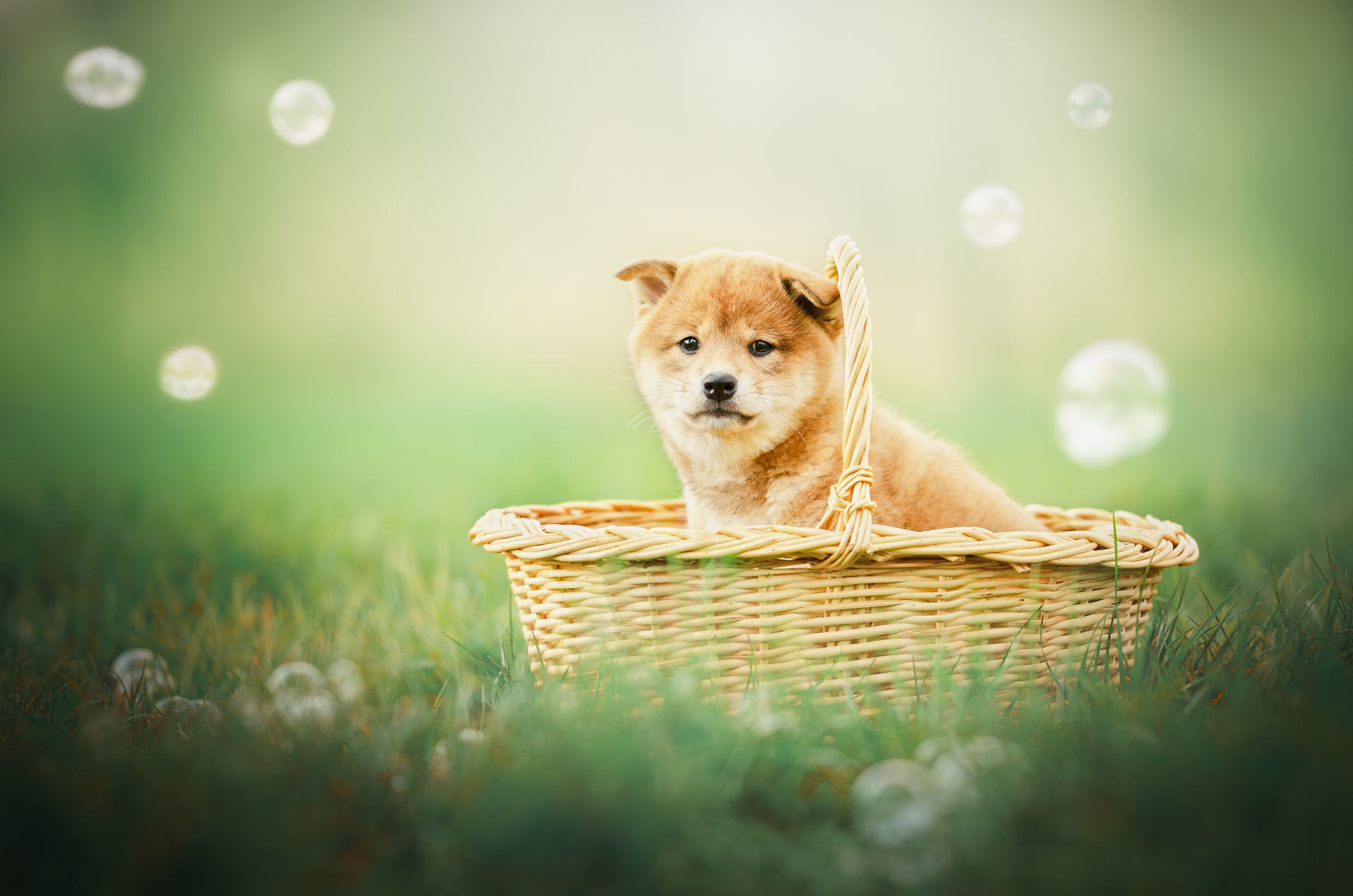 Shiba Inu HD Wallpaper