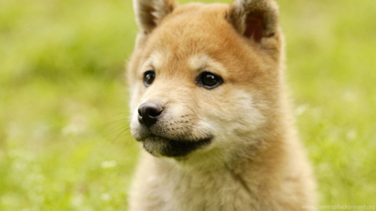Free Download Shiba Inu Puppies Wallpaper HD Desktop Background