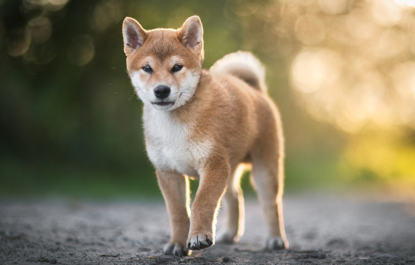 Wallpaper puppy, on the road, Shiba inu, blur bokeh image for desktop, section собаки