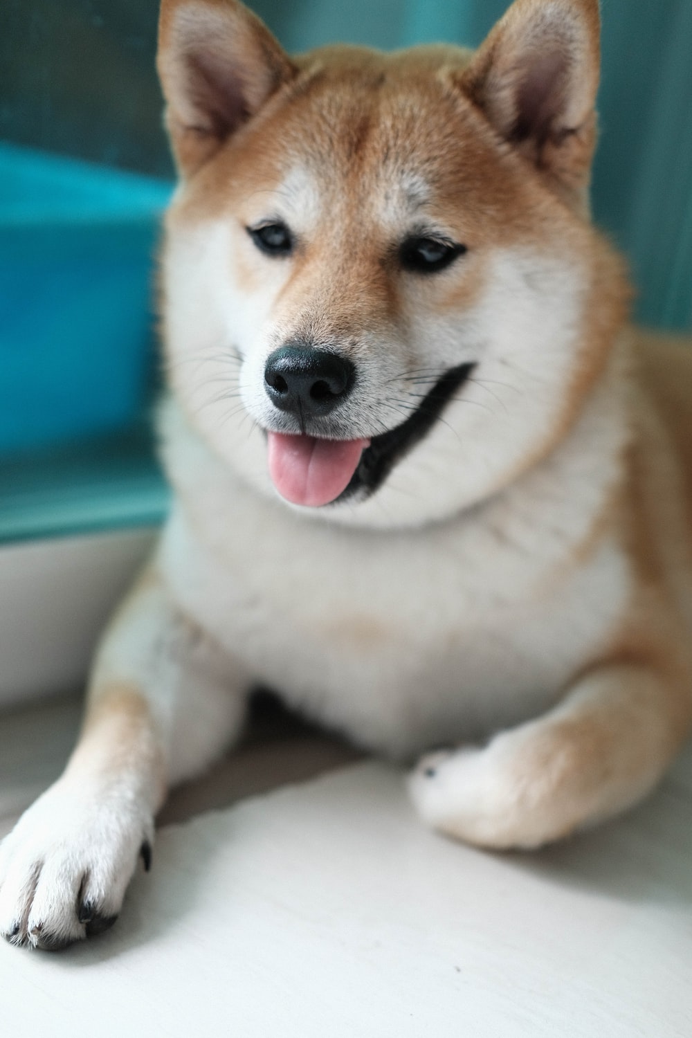 Shiba Inu Picture. Download Free Image