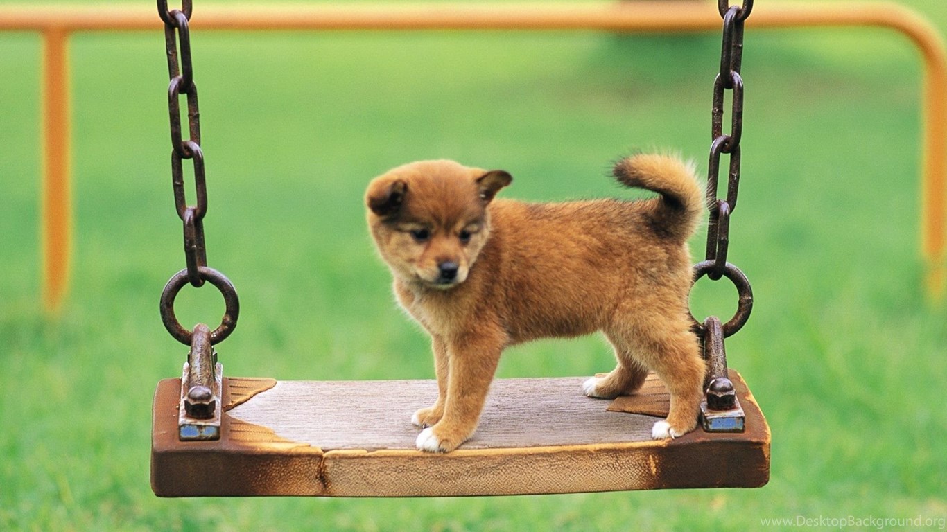 Free Download Shiba Inu Puppies Wallpaper HD Desktop Background