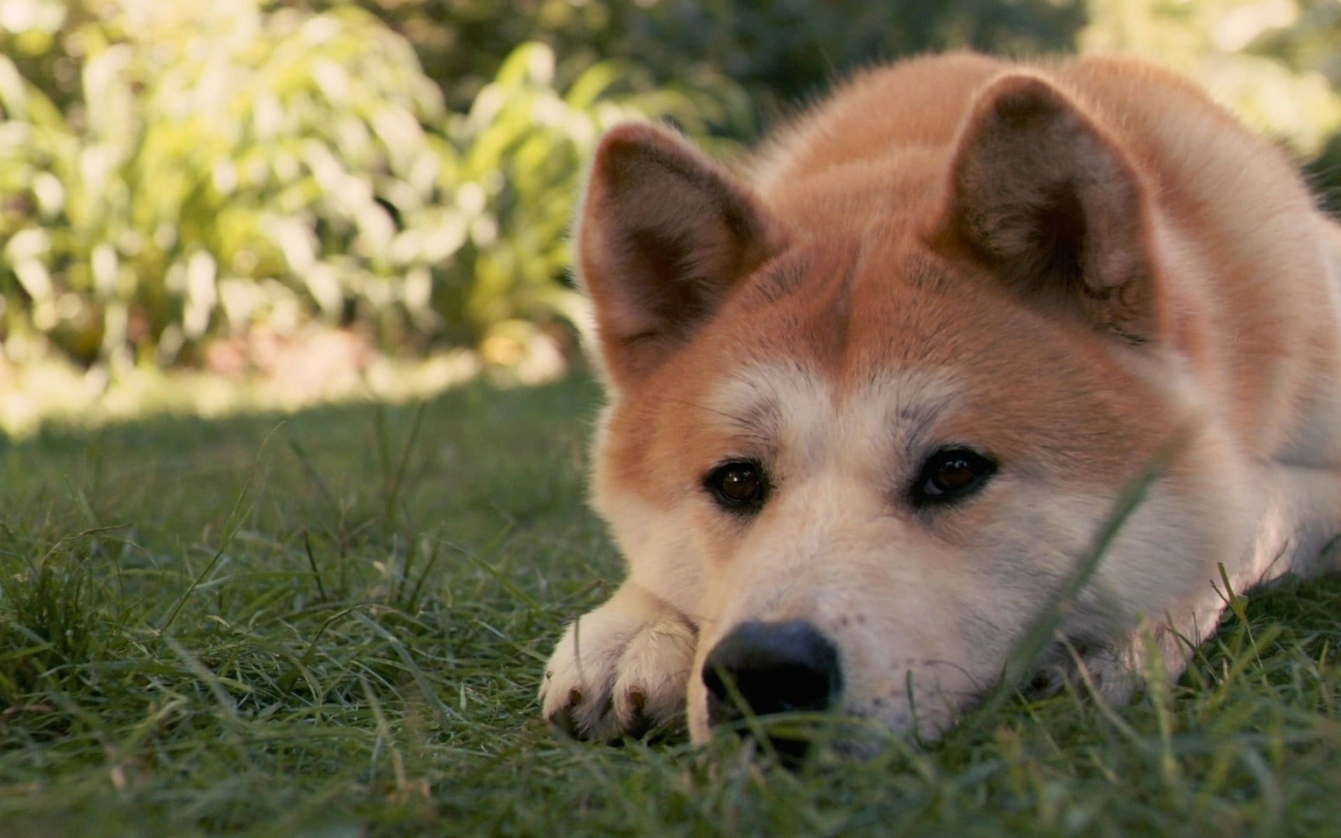 Wallpaper Adult Shiba Inu, Akita Inu, Dog, Hachiko, Sad • Wallpaper For You HD Wallpaper For Desktop & Mobile