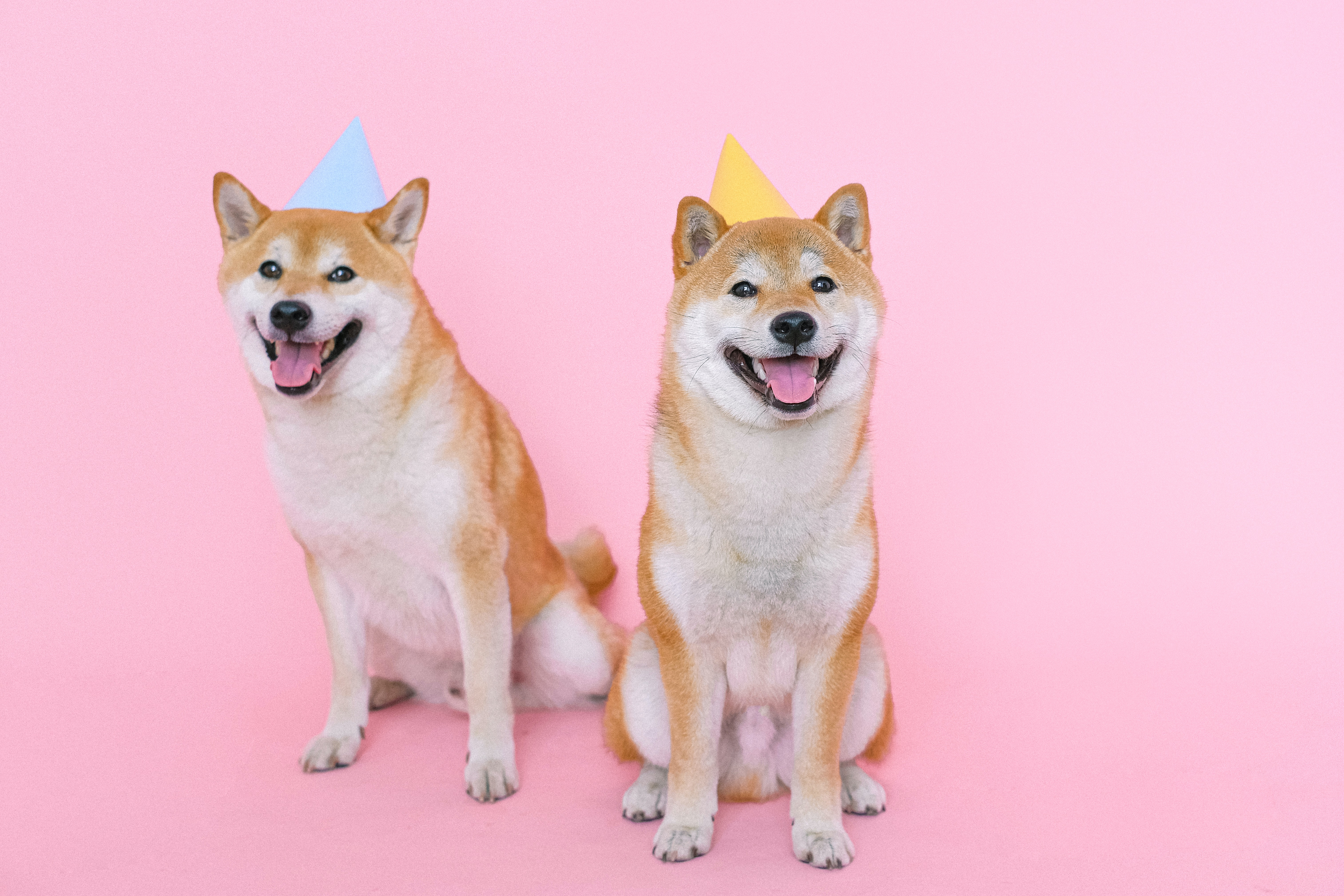 Shiba Inu Dogs Wearing Party Hats · Free