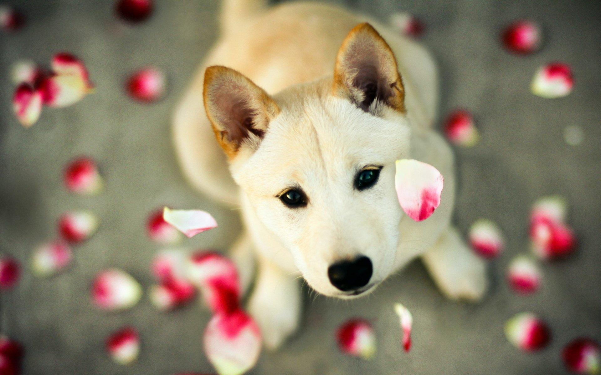 Shiba inu Wallpaper HD for Android
