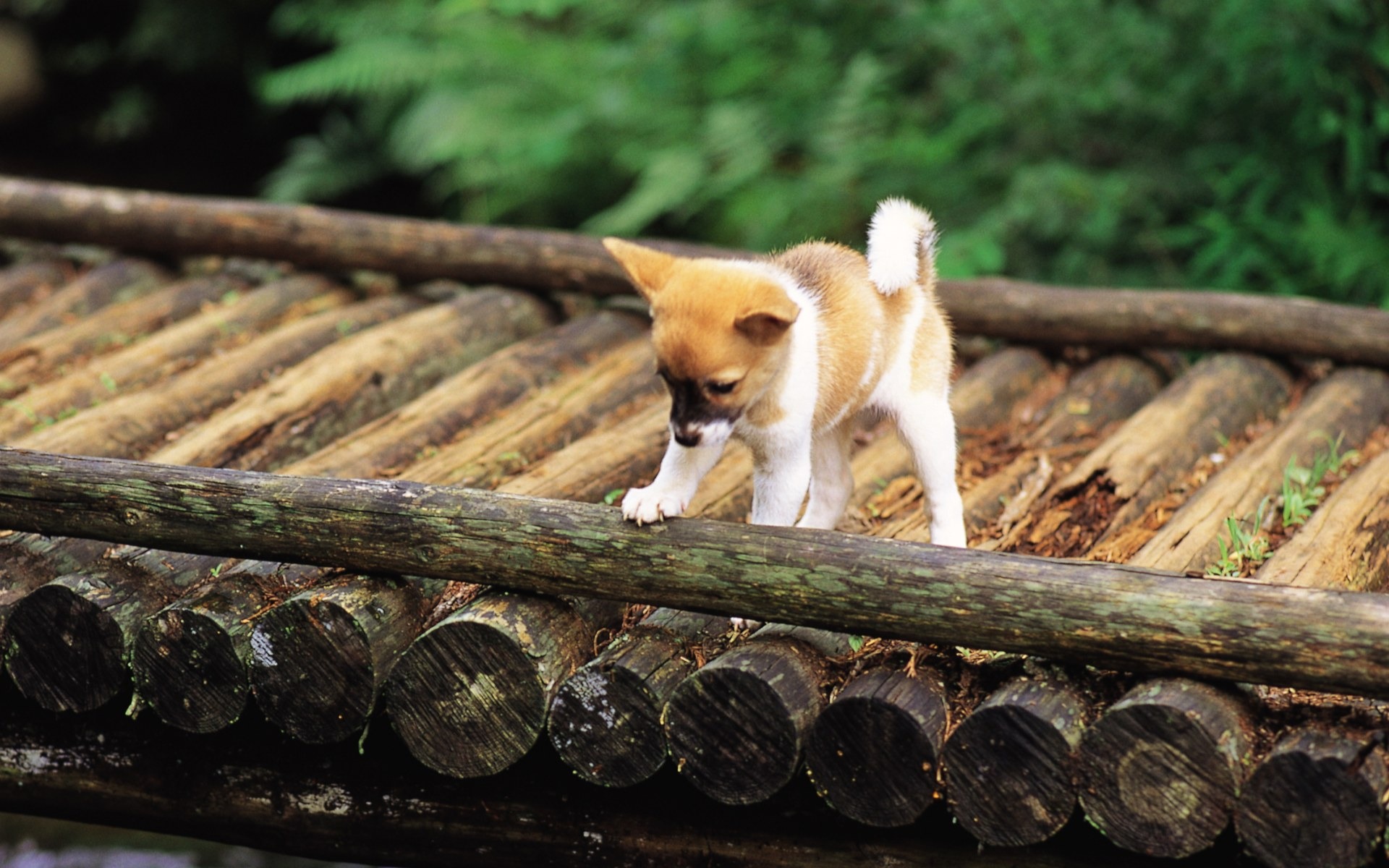 Cute Shiba Inu Puppy On A Bridge Lovely Puppies