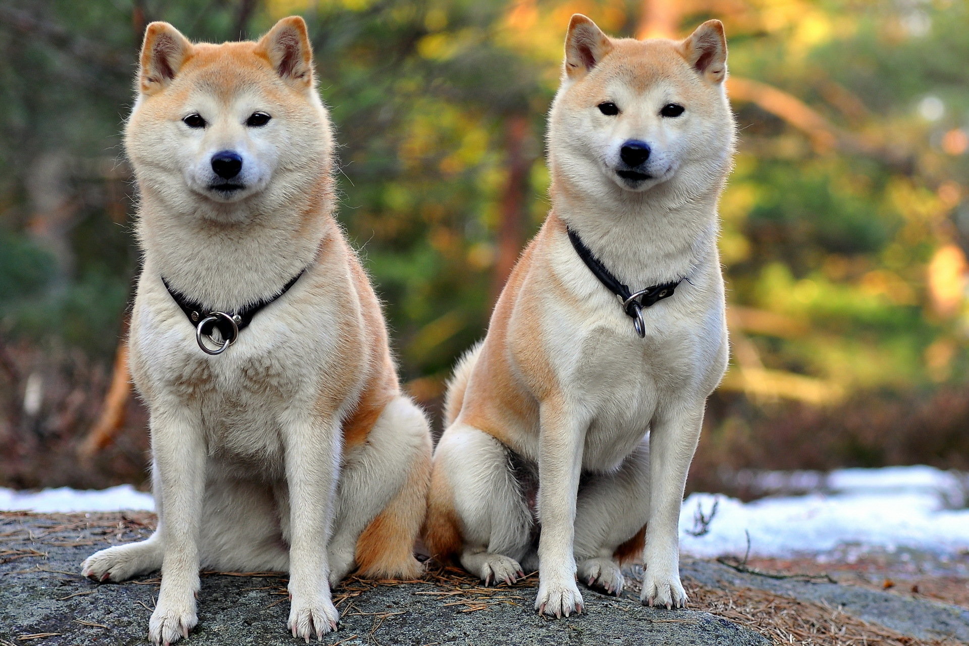 Shiba Inu wallpaper HD for desktop background