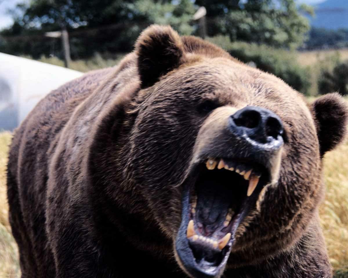 Free download Animals Wild Bear Wallpaper Dangerous Animals [1200x960] for your Desktop, Mobile & Tablet. Explore Wallpaper Of Bears. Teddy Bear Wallpaper, Chicago Bears Wallpaper, Black Bear Wallpaper