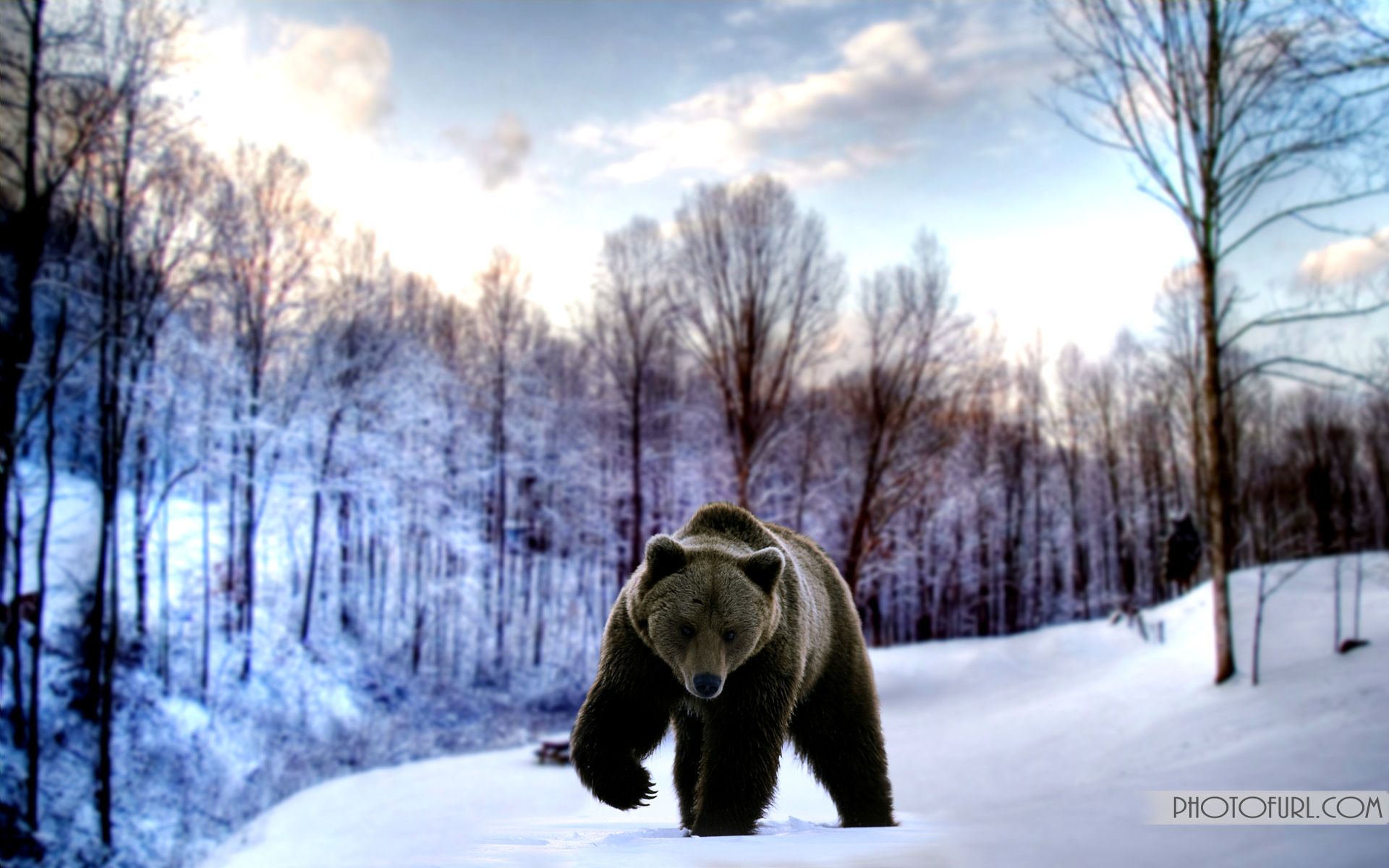 Wild Bear Wallpapers - Wallpaper Cave