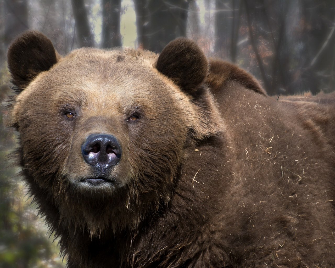 Desktop Wallpaper Big Bear, Furry Animal, Wildlife, HD Image, Picture, Background, Dxetz3