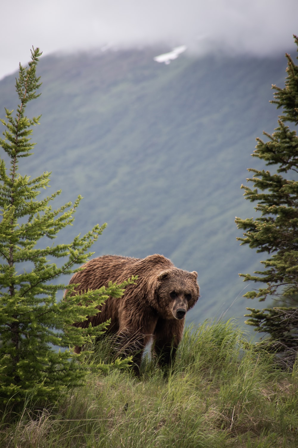 Grizzly Bear Picture [HQ]. Download Free Image