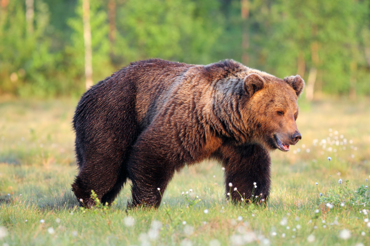 of the Worst Recorded Bear Attacks of All Time