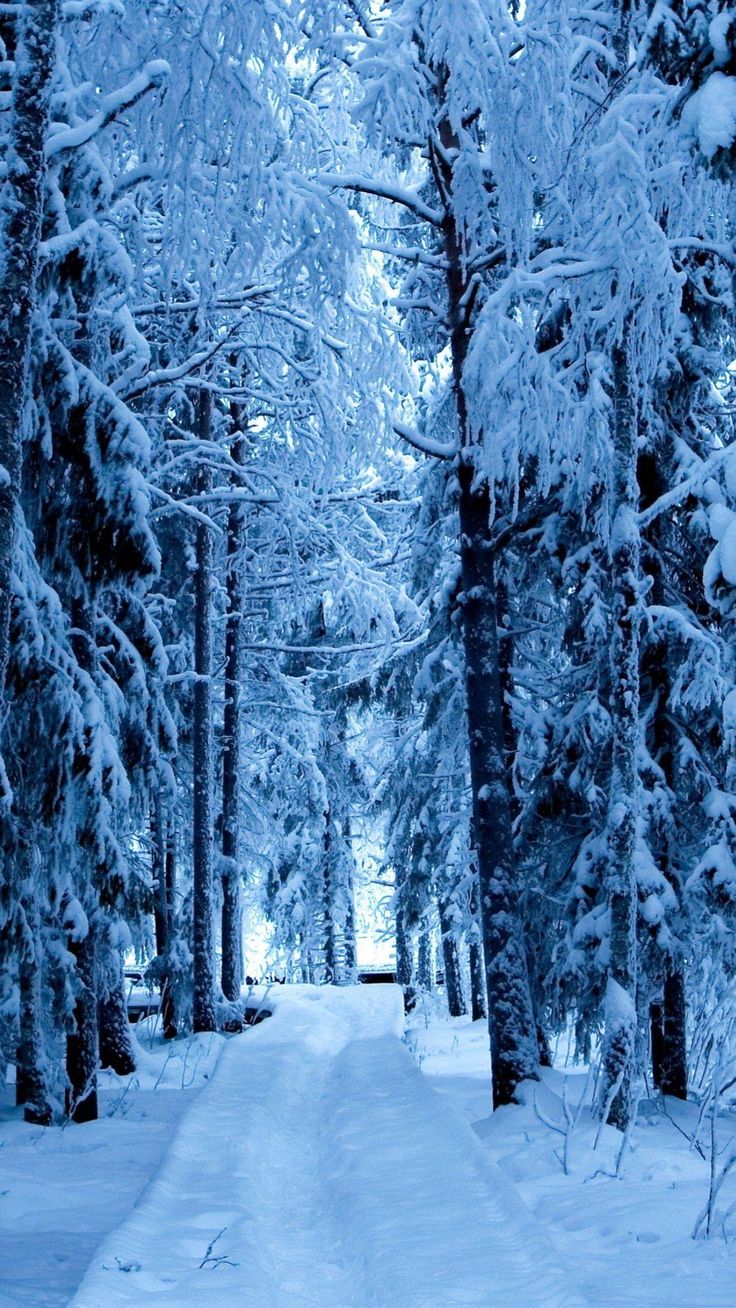 Snow Forest Blue Ice. Android Wallpaper. Snowfall wallpaper, Winter wonderland wallpaper, Christmas wallpaper background