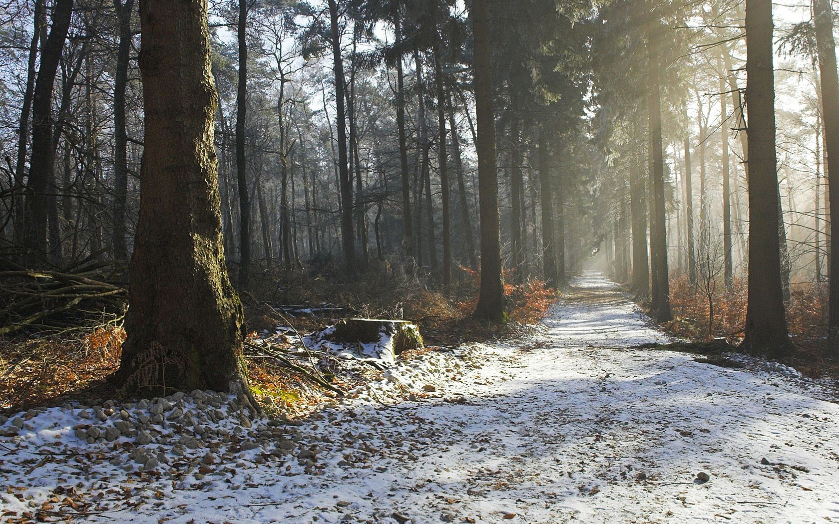 Snow Covered Forest Paths. Download Free Photo Broad Beautiful Natural Scenery For Your Phone