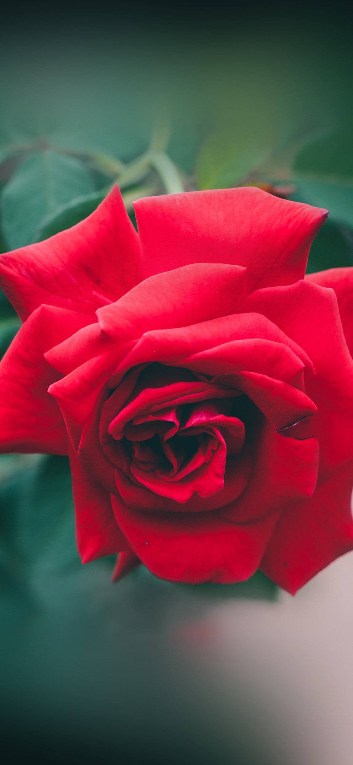 iPhone X wallpaper. red rose nature flower wood love valentine