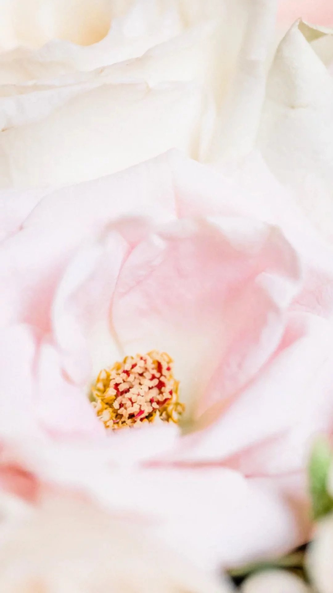 Best Valentine's Day wallpaper for iPhone in 2021